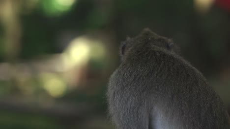 Nahaufnahmen-Einer-Javanischen-Surili-Affenfamilie-Mit-Baby