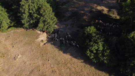 Aerial-shot-of-flock-of-sheep-between-trees-next-to-a-small-town-of-Zamora,-Castilla-y-León,-Spain