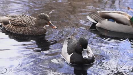 closeup-slow-motion-shot-of-female-mallard-ring-necked-duck-in-the-rain