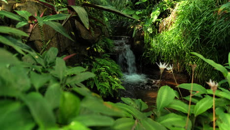 Slow-rack-focus-of-lush-green-jungle-environment-with-waterfall-in-background