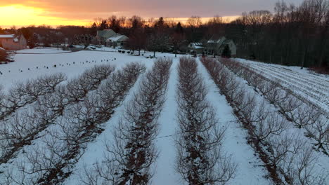 Fruit-orchard-in-winter-snow-at-sunrise