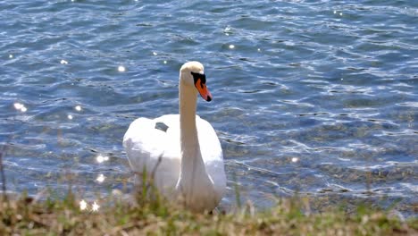 Cisnes-Blancos-Nadando-En-El-Lago