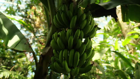 Handheld-Parallaxe-Um-Einen-üppig-Grünen-Bananenbaum