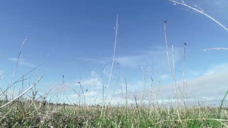 White-dry-grass-stem-center-of-frame-blowing-around-in-grasslands-with-blue-sky-above