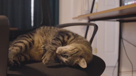 Eine-Verlangsamte-Aufnahme-Einer-Entzückenden-Katze-Auf-Einem-Schreibtischstuhl