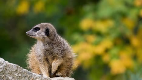 Cute-young-Meerkat-in-danger-turning-head-and-observing-savanna-during-sunny-day-outdoors---close-up-portrait-shot