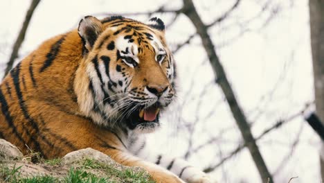 Dieses-Video-Zeigt-Einen-Wunderschönen-Wilden-Tiger,-Der-In-Zeitlupe-Gähnt