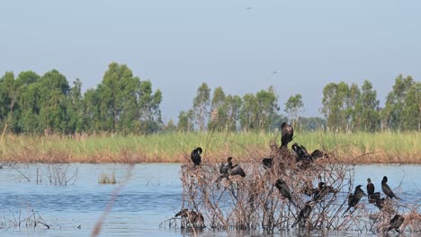 Seen-basking-under-the-sun-while-perched-on-twigs-on-the-lake,-Indian-cormorant-or-Indian-shag-Phalacrocorax-fuscicollis,-Bueng-Boraphet-Lake,-Nakhon-Sawan,-Thailand