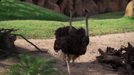 Ostriches-walk-in-the-paddock