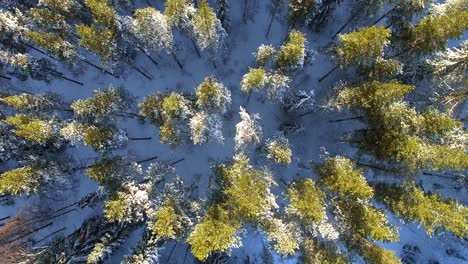 Downward-shot,-rising-over-winterly-pine-forest