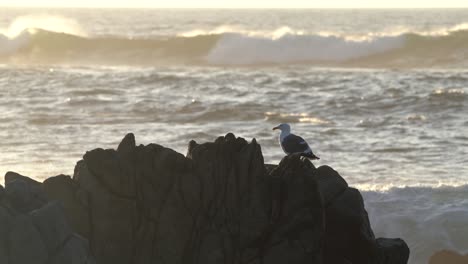 4K-Monterey-Bay-coastal-scenery-and-wildlife