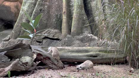 Two-meerkats,-suricata-suricatta-digging-with-their-foreclaws-in-its-natural-habitat,-foraging-for-insects-on-the-ground-and-on-a-fallen-tree-trunk-at-Mandai-wildlife-reserves,-Singapore