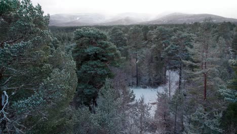 Cinematic-drone-footage-rising-above-a-dramatic,-snow-covered-canopy-of-Scots-pine-trees-to-reveal-a-forest,-mountains-and-winter-sunrise