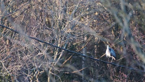 Small-grey-heron-swinging-on-a-wire-among-tree-branches-lit-by-sunlight-and-exposed-to-wind