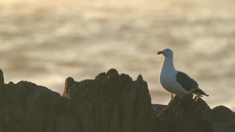 Lone-sea-gull-isolated-on-a-rocky-seashore-in-Monterey-Bay,-California