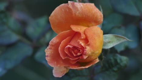 Close-up-on-a-blooming-orange-rose-in-the-garden
