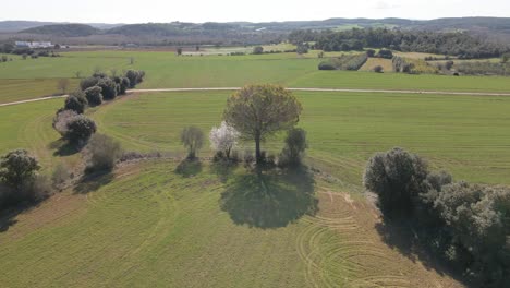 Aerial-flight-around-a-tree-in-the-middle-of-a-sown-field