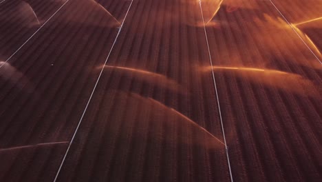 Irrigating-endless-agriculture-field-during-early-morning-sunrise,-aerial-drone-view
