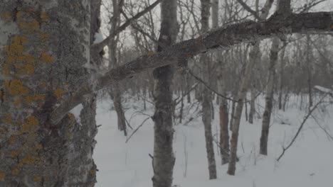 Small-piece-of-fur-on-a-tree-blowing-in-a-winter-forest