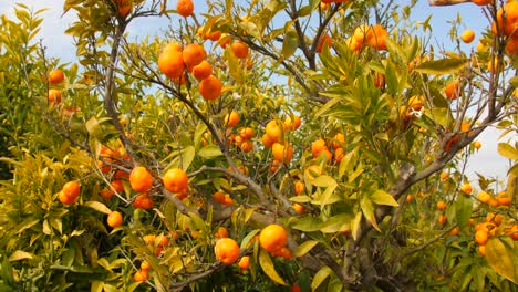 Bunch-Of-Vibrant-Ripe-Mandarin-Oranges-Ready-For-Harvest-Hanging-On-A-Tree-In-The-Orchard