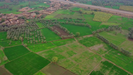 Tropische-Reisfelder-Mit-Einer-Reihe-Von-Kokospalmen-In-Der-Sindh-Region-Während-Des-Sonnenaufgangs,-Antenne