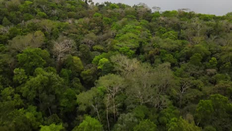 Slow-aerial-shot-of-tropical-forest-revealing-the-ocean-bay