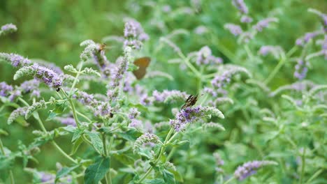 Honigbienen-Und-Verschiedene-Schmetterlinge-Ernähren-Sich-Von-Lila-Blüten-Auf-Einer-Wilden-Wiese-In-Osteuropa