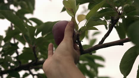 Nahaufnahme-Eines-Kaukasischen-Erwachsenen,-Der-Im-Garten-Einen-Reifen-Und-Gesunden-Apfelbaum-Handpflückt