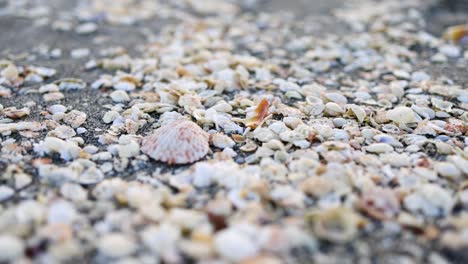 Beautiful-Seashells-on-a-sandy-beach-in-Florida-on-the-ocean