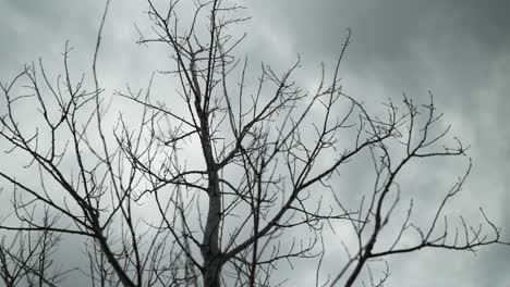 --Tree,-trees,-grey-sky,-branches,-gloomy,-clouds,-cloudy,-overcast,-depressing,-outside---Exterior---Slow-Motion---Handheld