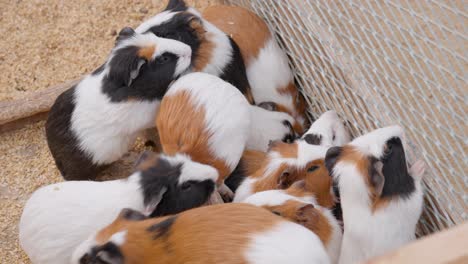 Brood-of-hungry-Guinea-pigs-asking-food-climbing-on-metal-net-in-breed-farm