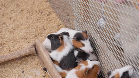 Guinea-pigs-rush-to-eating-special-food-from-the-spoon-through-the-metal-fence