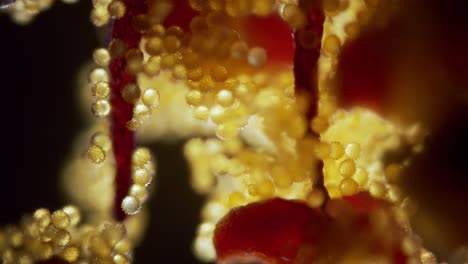 Flower-abutilon-pollen-microscopic-view-focus-ramp