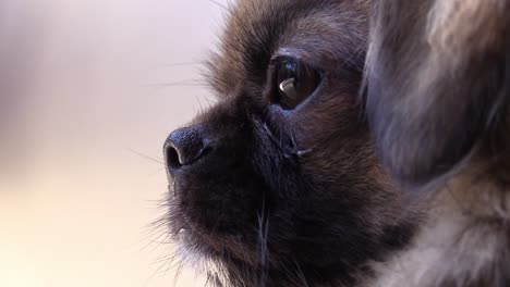 Close-up-shot-of-the-cute-dog-a-Tibetan-Spaniel-at-a-window-keeping-an-eye-on-what's-going-on