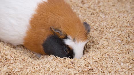 Adorable-Guinea-pig-plunge-nose-into-pile-of-grain-husks-looking-for-food---face-close-up