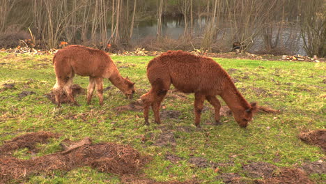 Tres-Alpacas-Marrones-De-Pie-En-Un-Prado-Verde-Comiendo-Hierba