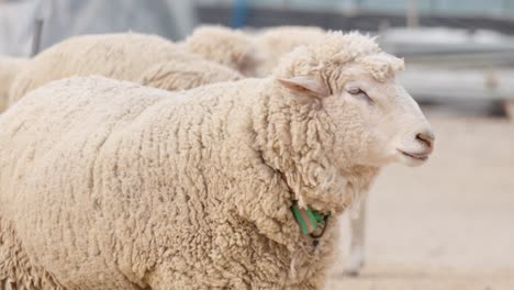 Merino-Sheep-Herd-In-an-Outdoor-Barn---close-up,-staring-at-the-camera-in-confusion