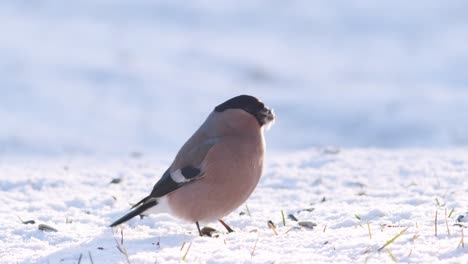 Bullfinch-Euroasiático-En-Invierno-Cerca-Del-Comedero-Para-Pájaros-Comiendo-Semillas-De-Girasol-Con-Otras-Aves