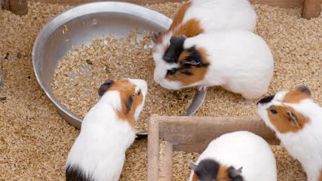 Group-of-Guinea-pigs-eating-grain-from-metal-basin