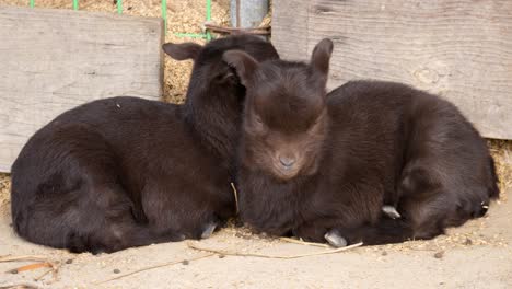 Pair-of-domesticated-baby-goats-relaxing-in-a-paddock-on-a-farm---close-up