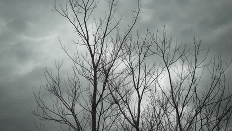 --Trees,-sunlight,-grey-sky,-clouds,-cloudy,-overcast,-light,-branches---Exterior---Slow-Motion--Handheld