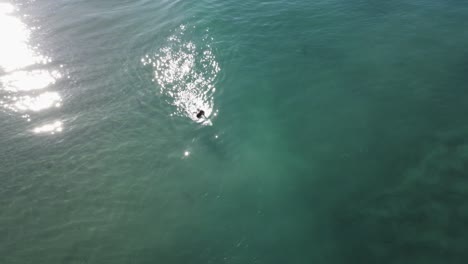 Eine-Wunderschöne-Luftdrohnenaufnahme,-Drohne,-Die-Einen-Surfer-Verfolgt,-Der-Sich-Auf-Eine-Welle-In-Kristallklarem-Türkisfarbenem-Wasser-In-Der-Nähe-Des-Strandes-Vorbereitet,-Carlsbad-State-Beach---Kalifornien