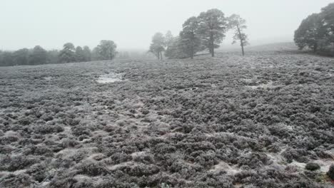 Cinematic-drone-footage-rising-above-frost-covered-heather-moorland-and-towards-ancient-Scots-pine-trees-through-frozen-fog-in-winter