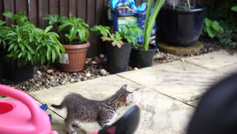 Two-brother-kittens-discover-the-patio-for-the-first-time-at-eight-weeks-old
