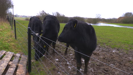 Schwarze-Kühe-Stehen-Auf-Grüner-Wiese-Im-Regen-Und-Schauen-In-Zeitlupe-In-Die-Kamera