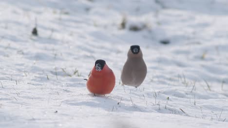 Eurasischer-Dompfaff-Im-Winter-In-Der-Nähe-Von-Vogelhäuschen,-Die-Sonnenblumenkerne-Mit-Anderen-Vögeln-Essen
