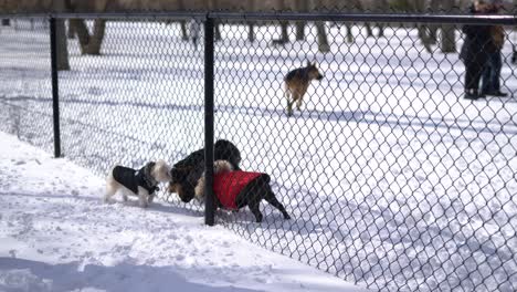 Small-dogs-and-big-dogs-separated-in-dog-park-by-fence-communicating-and-watching-each-other-through-chainlink-fence---different-sized-dogs-in-dog-park-during-cold-winter-snowy-day---dogs-in-jackets