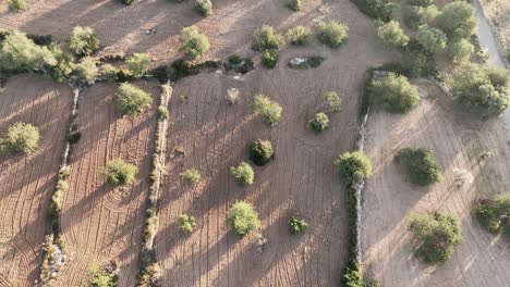 An-aerial-vertical-shot-above-the-trees-growing-on-the-fields