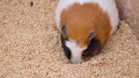 Cute-Guinea-pig-plunge-nose-into-pile-of-grain-husks-looking-for-food