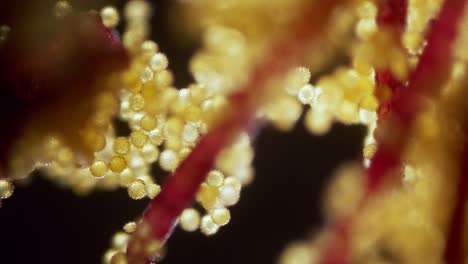 Blume-Abutilon-Pollen-Mikroskopische-Ansicht-Fokus-Rampe